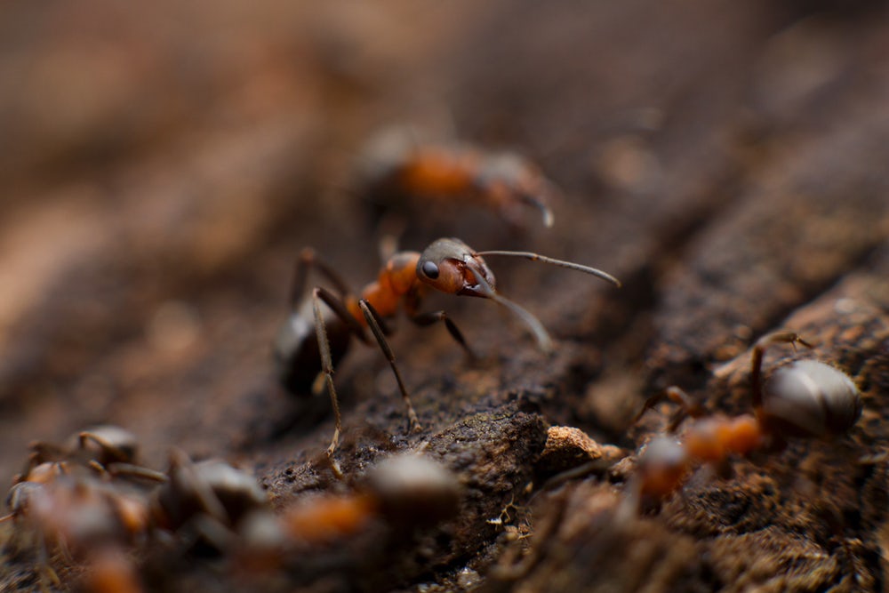 Mindful Self-Care: Lonely Ants Die Young … and So Do Lonely People